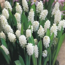 Menu Moonlight All White Garden Collection 29 Menu Moonlight All White Garden Collection -US Garden Plants Sales 2024 89105 moonlight all white garden collection 12