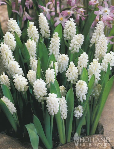 Menu Moonlight All White Garden Collection 14 Menu Moonlight All White Garden Collection - Image 12