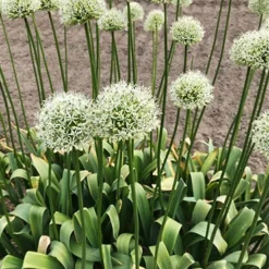 Menu Moonlight All White Garden Collection 30 Menu Moonlight All White Garden Collection -US Garden Plants Sales 2024 89105 moonlight all white garden collection 13