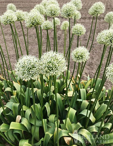 Menu Moonlight All White Garden Collection 15 Menu Moonlight All White Garden Collection - Image 13