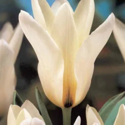 Menu Moonlight All White Garden Collection 20 Menu Moonlight All White Garden Collection -US Garden Plants Sales 2024 89105 moonlight all white garden collection 3