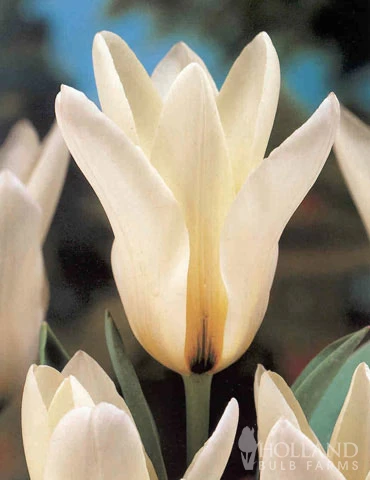 Menu Moonlight All White Garden Collection 5 Menu Moonlight All White Garden Collection - Image 3