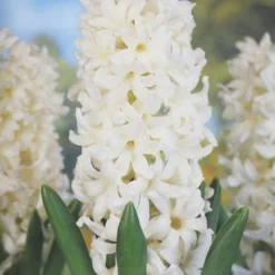 Menu Moonlight All White Garden Collection 21 Menu Moonlight All White Garden Collection -US Garden Plants Sales 2024 89105 moonlight all white garden collection 4