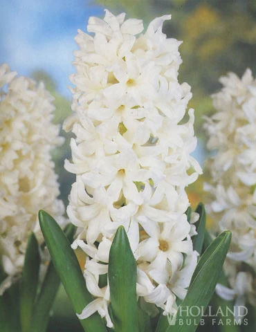 Menu Moonlight All White Garden Collection 6 Menu Moonlight All White Garden Collection - Image 4