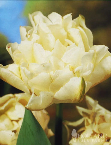 Menu Moonlight All White Garden Collection 7 Menu Moonlight All White Garden Collection - Image 5