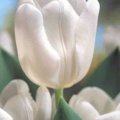 Menu Moonlight All White Garden Collection 23 Menu Moonlight All White Garden Collection -US Garden Plants Sales 2024 89105 moonlight all white garden collection 6