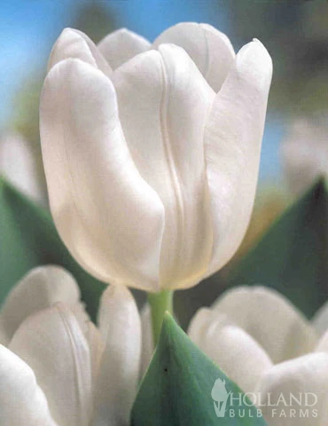 Menu Moonlight All White Garden Collection 8 Menu Moonlight All White Garden Collection - Image 6