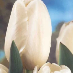 Menu Moonlight All White Garden Collection 24 Menu Moonlight All White Garden Collection -US Garden Plants Sales 2024 89105 moonlight all white garden collection 7