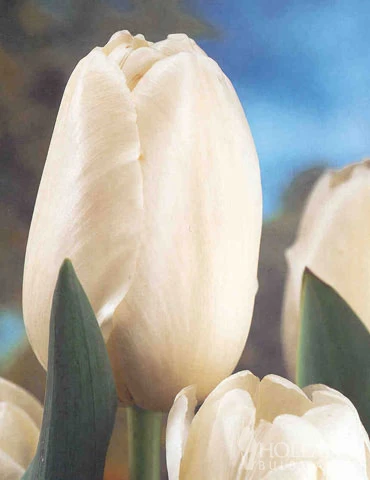 Menu Moonlight All White Garden Collection 9 Menu Moonlight All White Garden Collection - Image 7