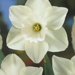 Menu Moonlight All White Garden Collection 25 Menu Moonlight All White Garden Collection -US Garden Plants Sales 2024 89105 moonlight all white garden collection 8