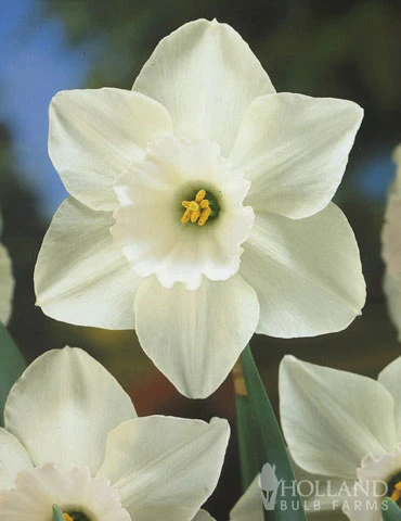 Menu Moonlight All White Garden Collection 10 Menu Moonlight All White Garden Collection - Image 8