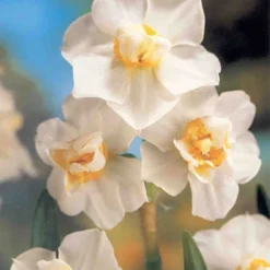 Menu Moonlight All White Garden Collection 26 Menu Moonlight All White Garden Collection -US Garden Plants Sales 2024 89105 moonlight all white garden collection 9