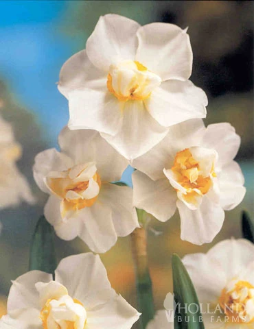 Menu Moonlight All White Garden Collection 11 Menu Moonlight All White Garden Collection - Image 9