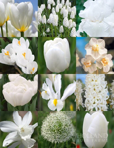 Menu Moonlight All White Garden Collection 3 Menu Moonlight All White Garden Collection