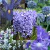 Menu Blue Blooms In Spring Collection 2 Menu Blue Blooms In Spring Collection -US Garden Plants Sales 2024 89107 3