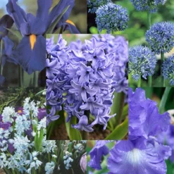 Menu Blue Blooms In Spring Collection