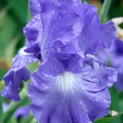 Menu Blue Blooms In Spring Collection 23 Menu Blue Blooms In Spring Collection -US Garden Plants Sales 2024 89107 4