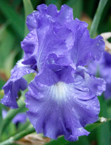 Menu Blue Blooms In Spring Collection 8 Menu Blue Blooms In Spring Collection - Image 6