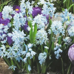 Menu Blue Blooms In Spring Collection 20 Menu Blue Blooms In Spring Collection -US Garden Plants Sales 2024 89107 blue blooms in spring collection 2