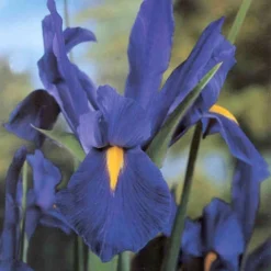 Menu Blue Blooms In Spring Collection 21 Menu Blue Blooms In Spring Collection -US Garden Plants Sales 2024 89107 blue blooms in spring collection 3