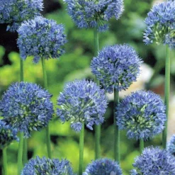 Menu Blue Blooms In Spring Collection 22 Menu Blue Blooms In Spring Collection -US Garden Plants Sales 2024 89107 blue blooms in spring collection 4