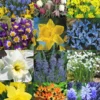 Menu Naturalizing Fall Bulb Collection -US Garden Plants Sales 2024 89108 naturalizing fall bulb collection