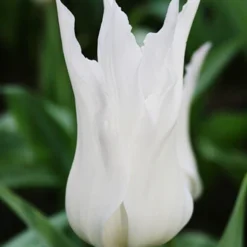 Menu The Everything Spring Garden Collection -US Garden Plants Sales 2024 89112 the everything spring garden collection 3