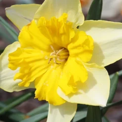 Menu The Everything Spring Garden Collection -US Garden Plants Sales 2024 89112 the everything spring garden collection 4