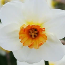 Menu The Everything Spring Garden Collection -US Garden Plants Sales 2024 89112 the everything spring garden collection 5