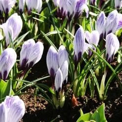 Menu The Everything Spring Garden Collection -US Garden Plants Sales 2024 89112 the everything spring garden collection 6