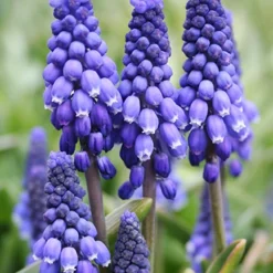 Menu The Everything Spring Garden Collection -US Garden Plants Sales 2024 89112 the everything spring garden collection 7