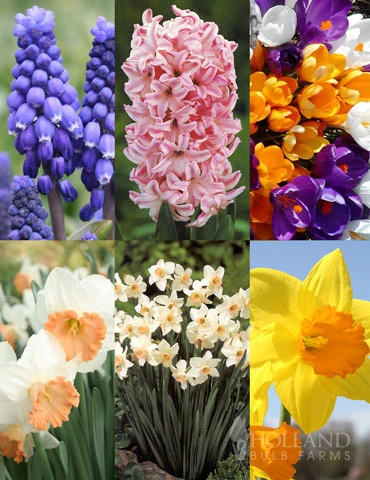 Menu Under The Tree And Blooming Collection 3 Menu Under The Tree And Blooming Collection