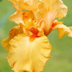 Menu Orange Ovation Collection 19 Menu Orange Ovation Collection -US Garden Plants Sales 2024 89123 orange ovation collection 2