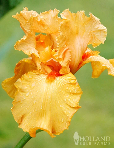 Menu Orange Ovation Collection 4 Menu Orange Ovation Collection - Image 2