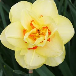 Menu Orange Ovation Collection 21 Menu Orange Ovation Collection -US Garden Plants Sales 2024 89123 orange ovation collection 4