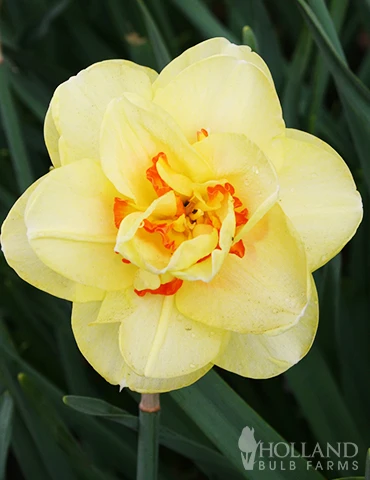 Menu Orange Ovation Collection 6 Menu Orange Ovation Collection - Image 4