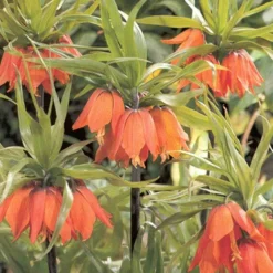 Menu Orange Ovation Collection 22 Menu Orange Ovation Collection -US Garden Plants Sales 2024 89123 orange ovation collection 5