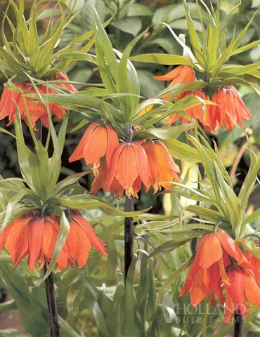 Menu Orange Ovation Collection 7 Menu Orange Ovation Collection - Image 5