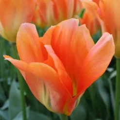 Menu Orange Ovation Collection 23 Menu Orange Ovation Collection -US Garden Plants Sales 2024 89123 orange ovation collection 6