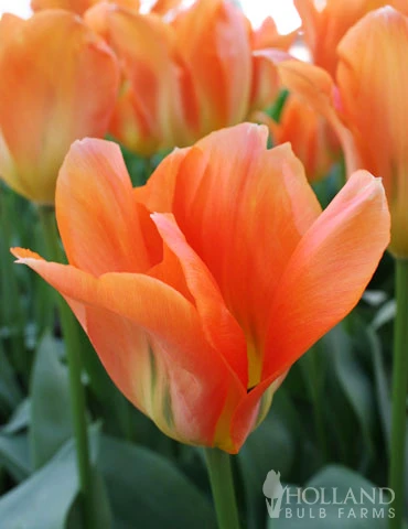 Menu Orange Ovation Collection 8 Menu Orange Ovation Collection - Image 6