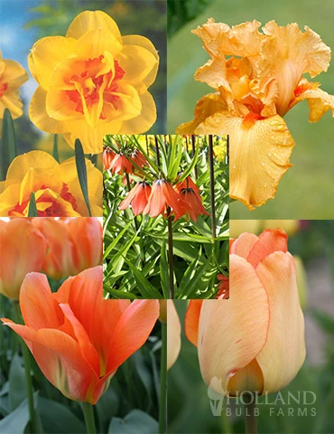 Menu Orange Ovation Collection 3 Menu Orange Ovation Collection