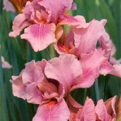 Menu Tickled Pink Collection -US Garden Plants Sales 2024 89124 tickled pink collection