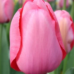 Menu Tickled Pink Collection -US Garden Plants Sales 2024 89124 tickled pink collection 4