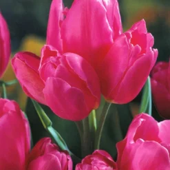 Menu Tickled Pink Collection -US Garden Plants Sales 2024 89124 tickled pink collection 5