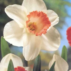 Menu Tickled Pink Collection -US Garden Plants Sales 2024 89124 tickled pink collection 6