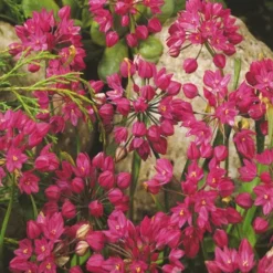 Menu Tickled Pink Collection -US Garden Plants Sales 2024 89124 tickled pink collection 7