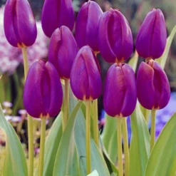 Menu Purple Pizzazz Collection -US Garden Plants Sales 2024 89126 purple pizzazz collection 10