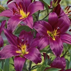 Menu Purple Pizzazz Collection -US Garden Plants Sales 2024 89126 purple pizzazz collection 11