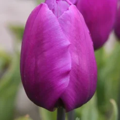 Menu Purple Pizzazz Collection -US Garden Plants Sales 2024 89126 purple pizzazz collection 3