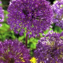 Menu Purple Pizzazz Collection -US Garden Plants Sales 2024 89126 purple pizzazz collection 8